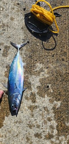ソウダガツオの釣果