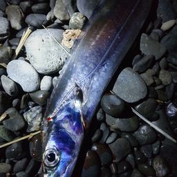 タチウオ