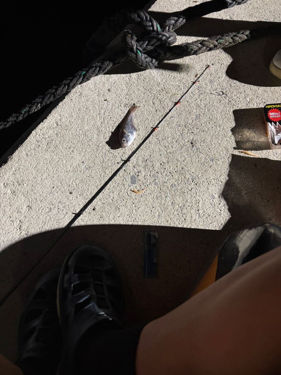 ミナミハタンポ