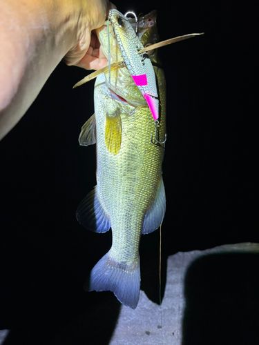 ラージマウスバスの釣果