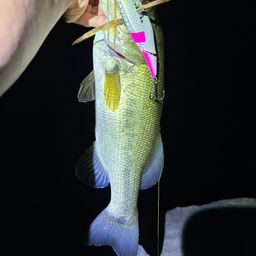 ラージマウスバス