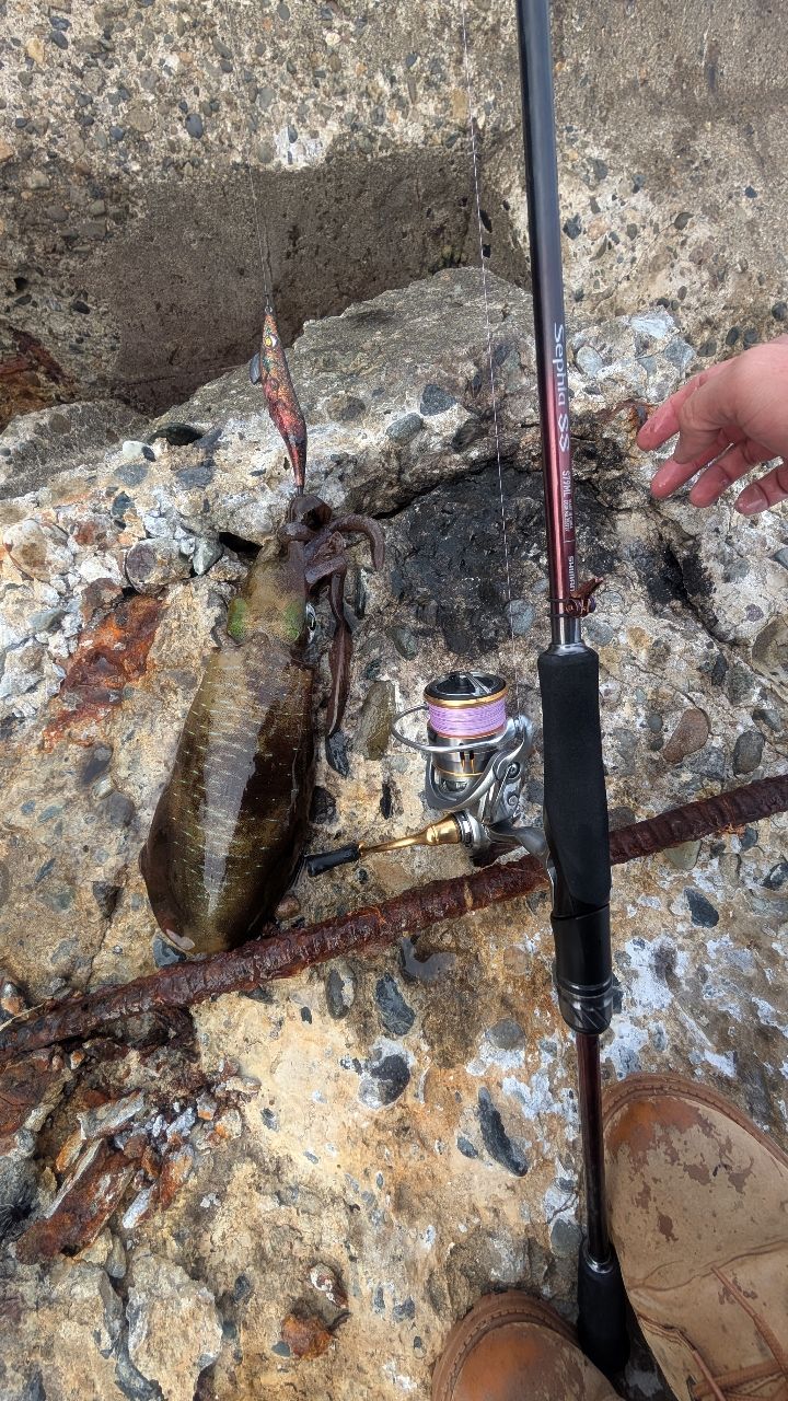 【新品、未使用】SHIMANO 23セフィアSS S79ML シマノ 23 セフィアSS S79ML | 竿・ロッド,エギロッド,シマノ