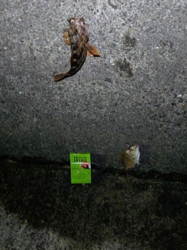 カサゴの釣果