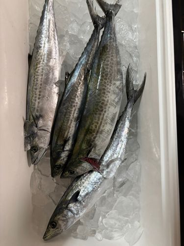 サゴシの釣果