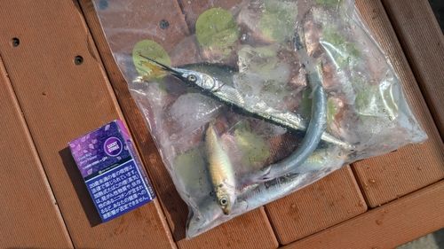 サヨリの釣果