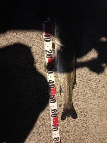 播磨灘