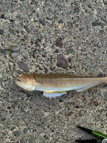 タコの釣果