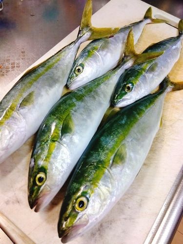 コゾクラの釣果