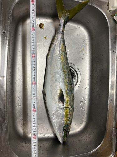 積丹半島沖