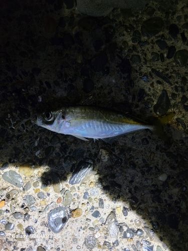鴨川湾