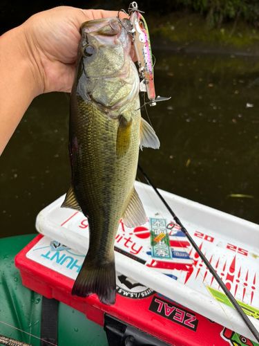 ラージマウスバスの釣果
