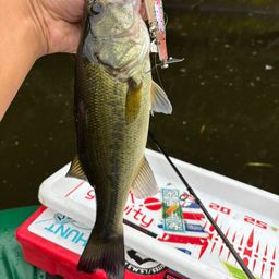 ラージマウスバス