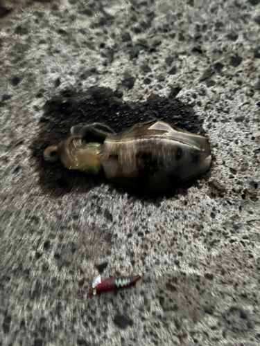 北金ケ沢漁港