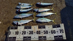 サバの釣果