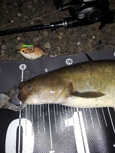 ナマズの釣果