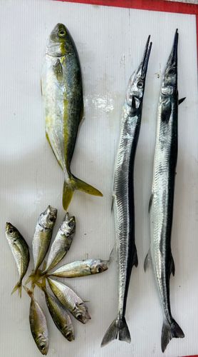 ダツの釣果