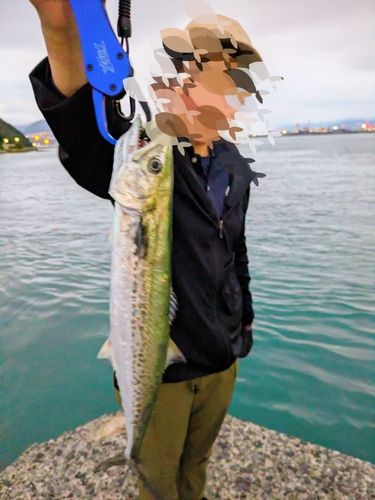サゴシの釣果
