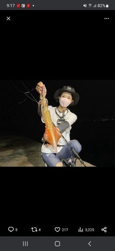 アオリイカの釣果