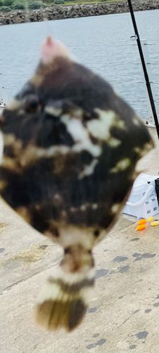 カワハギの釣果
