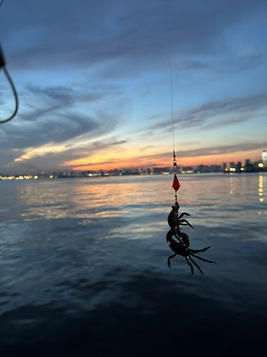 カニの釣果