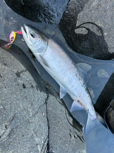 アキアジの釣果