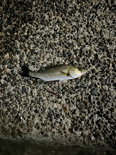 若洲海浜公園海釣り施設
