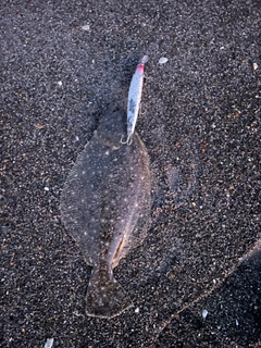 ヒラメの釣果