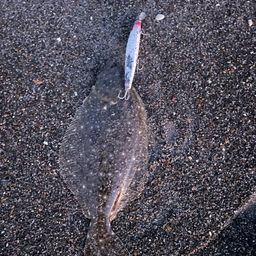 ヒラメ
