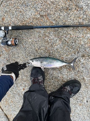 スマガツオの釣果