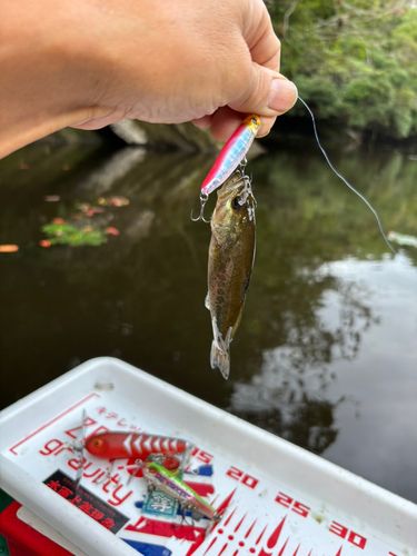ラージマウスバスの釣果