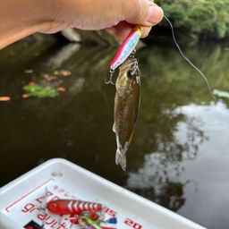 ラージマウスバス