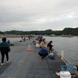 マアジ