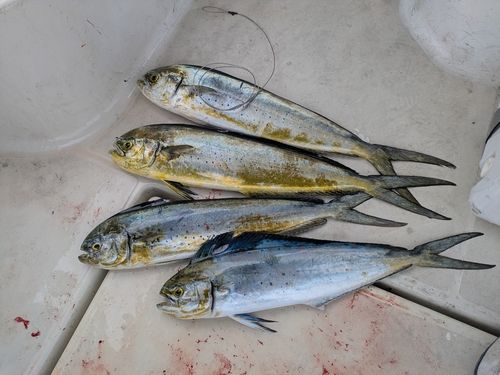シイラの釣果
