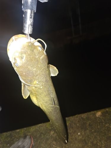 ナマズの釣果