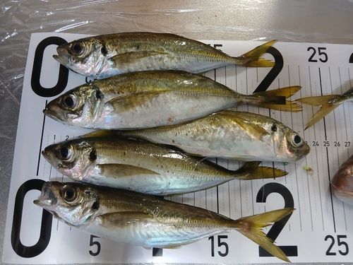 アジの釣果