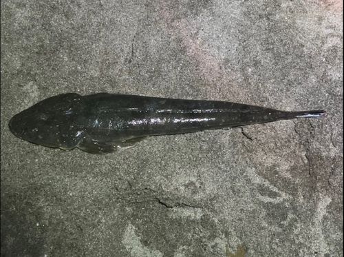 マゴチの釣果