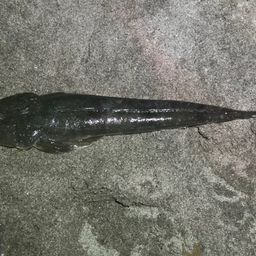 マゴチ