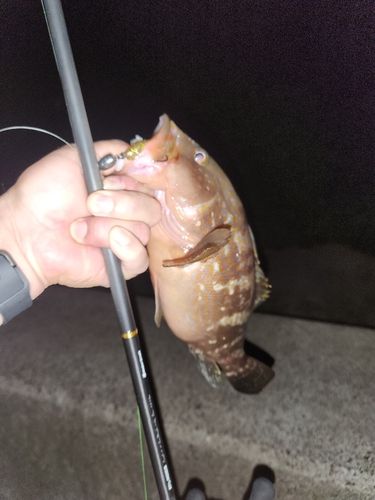 アコウの釣果