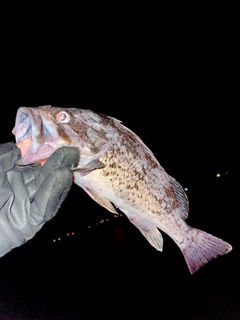 クロソイの釣果