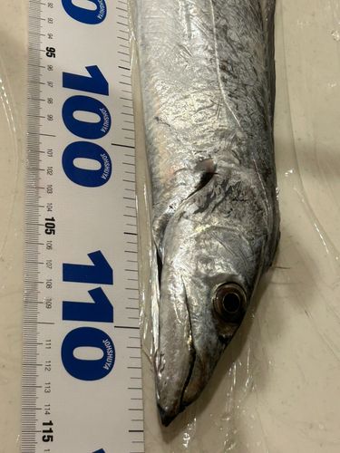 タチウオの釣果
