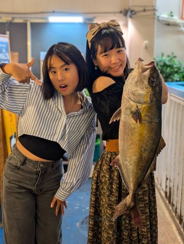 カンパチの釣果