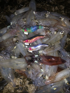 マメイカの釣果