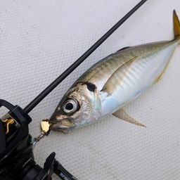 アジ