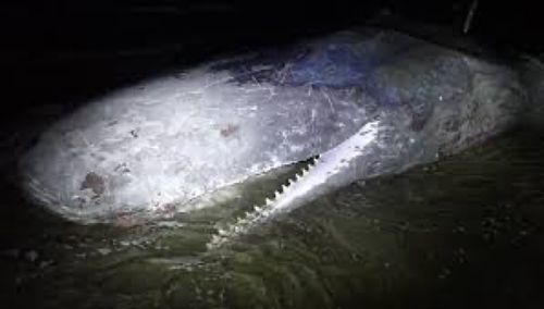 釣果