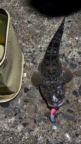 マゴチの釣果