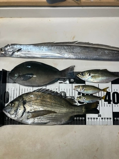 チヌの釣果
