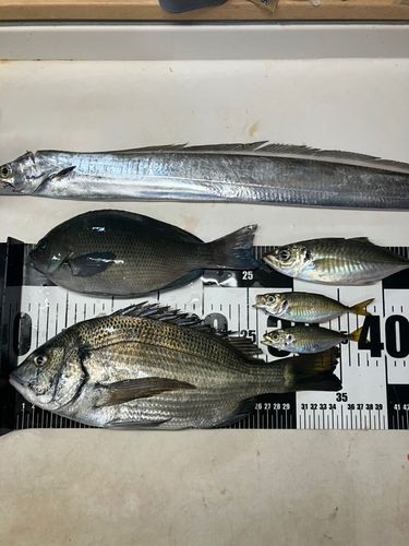 チヌの釣果