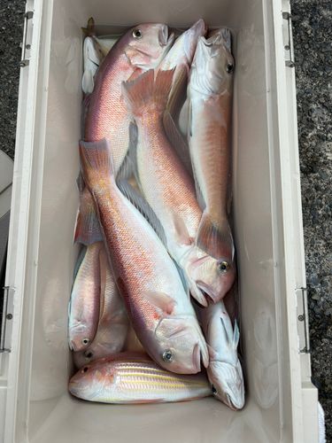 アマダイの釣果