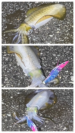 アオリイカの釣果