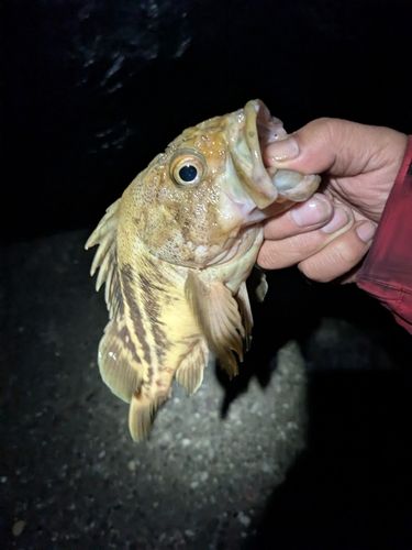 シマゾイの釣果